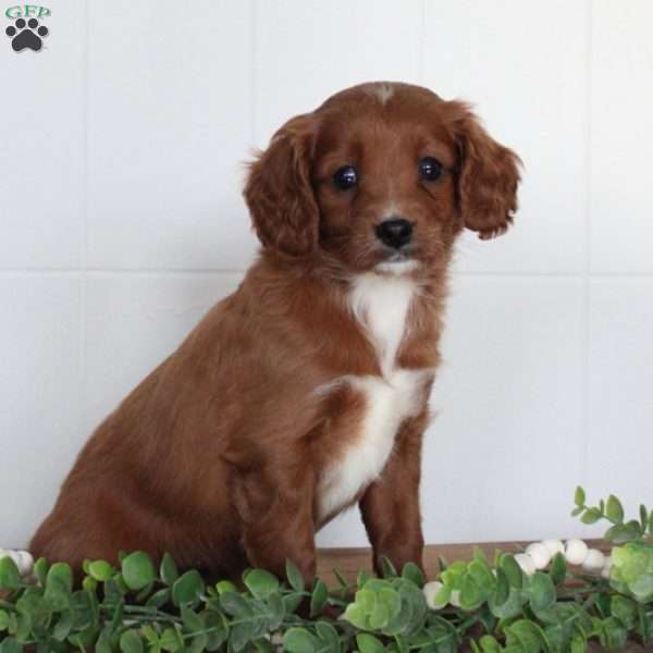 Josie, Cavapoo Puppy