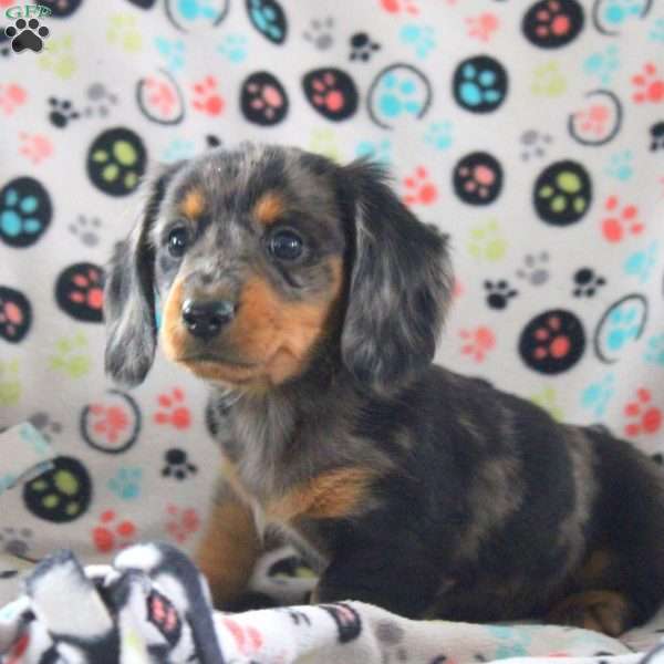 Joy-Mini, Dachshund Puppy