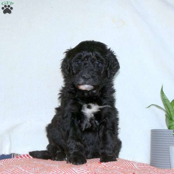 Joy, Goldendoodle Puppy