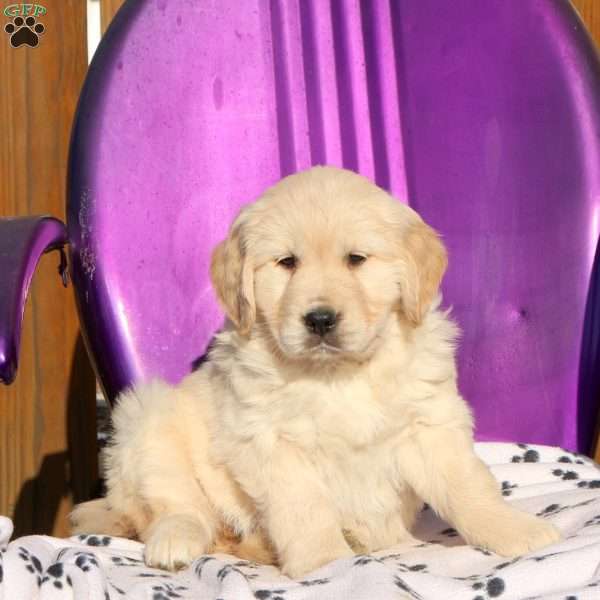 Joy, Golden Retriever Puppy