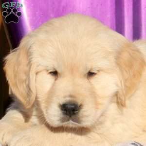 Joy, Golden Retriever Puppy