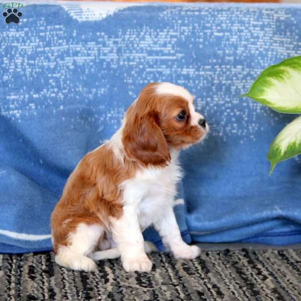 Joy, Cavalier King Charles Spaniel Puppy