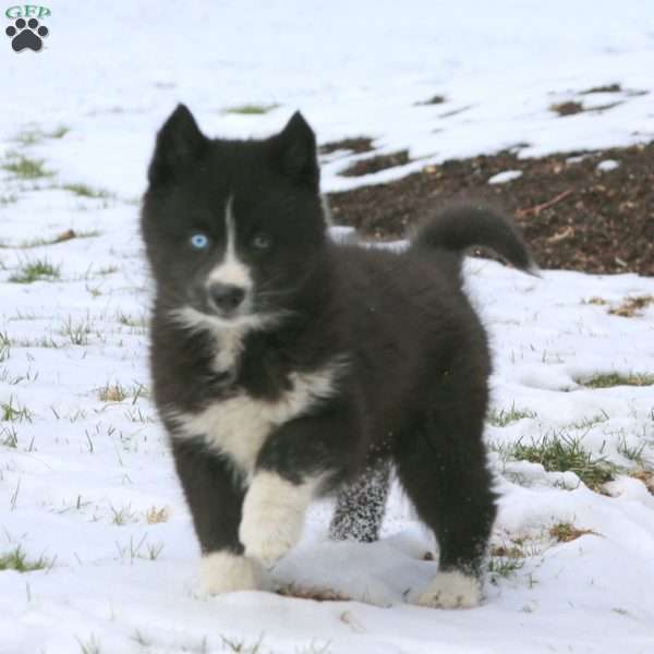 Joy, Pomsky Puppy