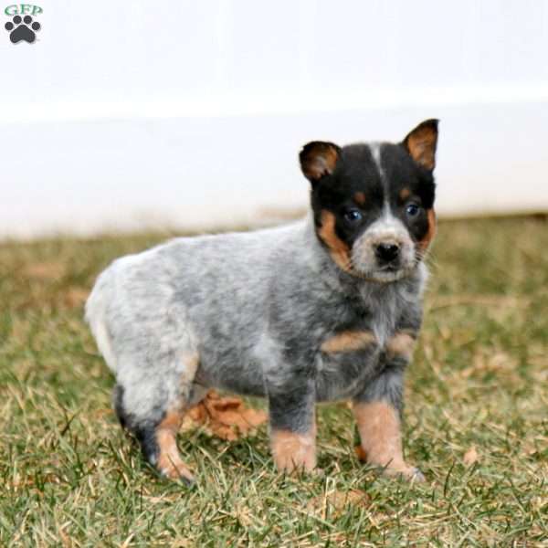 Joy, Blue Heeler – Australian Cattle Dog Puppy