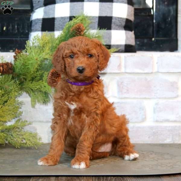 Joy-F1B, Mini Goldendoodle Puppy