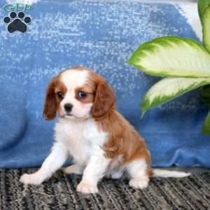 Joy, Cavalier King Charles Spaniel Puppy