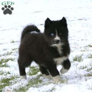 Joy, Pomsky Puppy