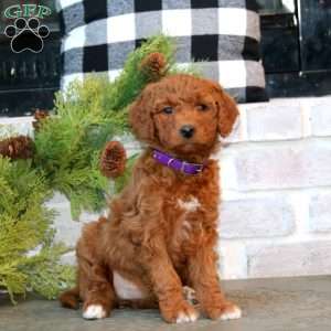 Joy-F1B, Mini Goldendoodle Puppy