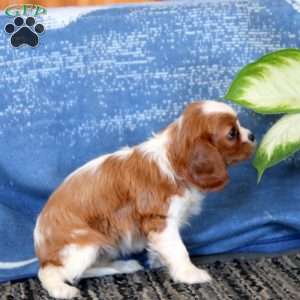 Joy, Cavalier King Charles Spaniel Puppy