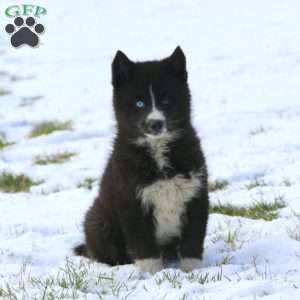 Joy, Pomsky Puppy