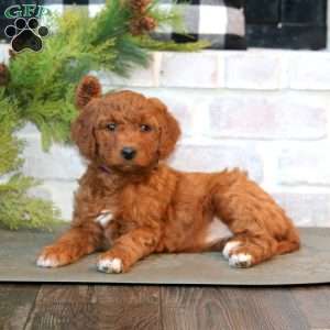 Joy-F1B, Mini Goldendoodle Puppy