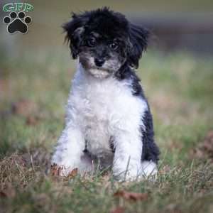 Jude, Toy Poodle Puppy