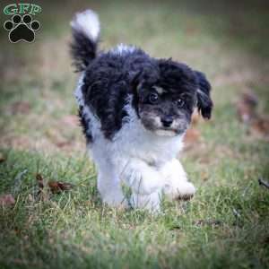 Jude, Toy Poodle Puppy