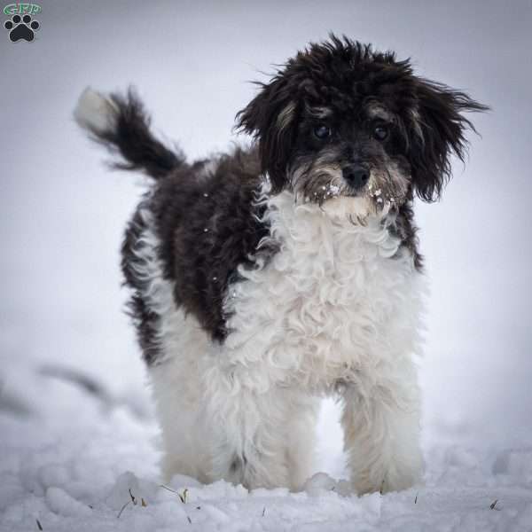 Jude, Toy Poodle Puppy