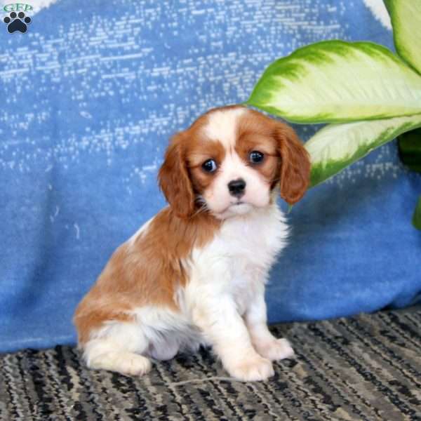 Julie, Cavalier King Charles Spaniel Puppy