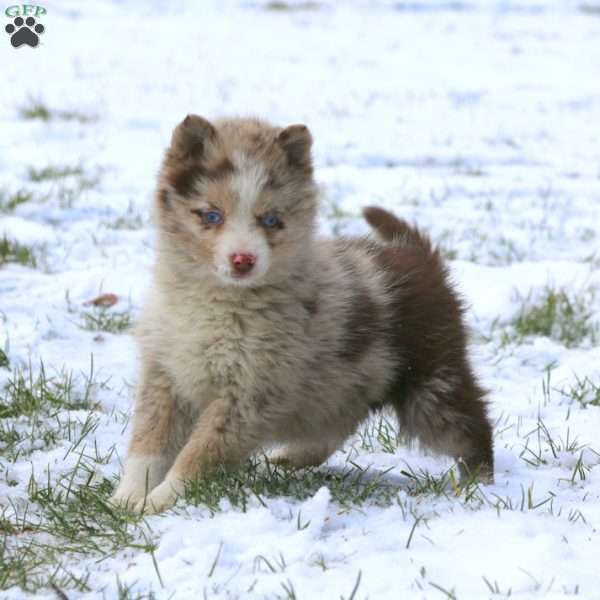 Julie, Pomsky Puppy