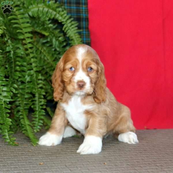 Julie, Cocker Spaniel Puppy