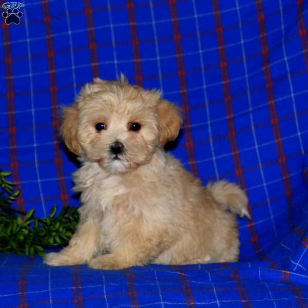 Julie, Maltipoo Puppy