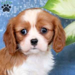 Julie, Cavalier King Charles Spaniel Puppy