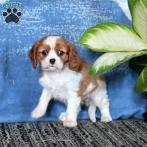 Julie, Cavalier King Charles Spaniel Puppy