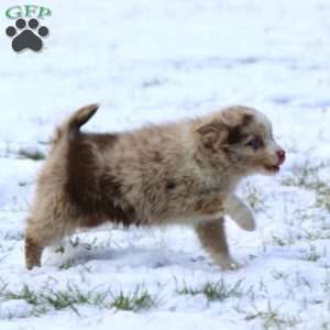 Julie, Pomsky Puppy