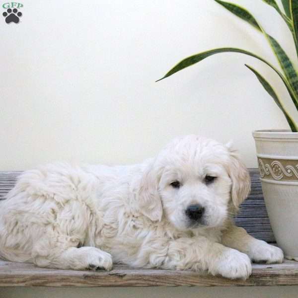 Juliet, English Cream Golden Retriever Puppy