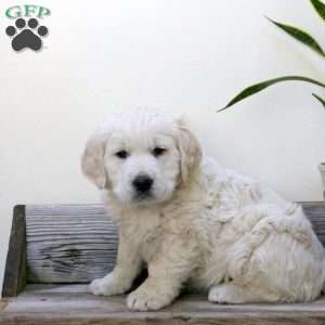 Juliet, English Cream Golden Retriever Puppy