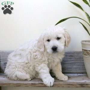 Juliet, English Cream Golden Retriever Puppy