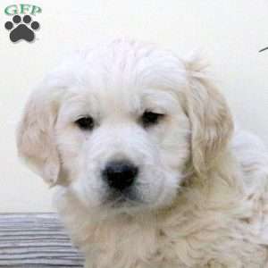 Juliet, English Cream Golden Retriever Puppy