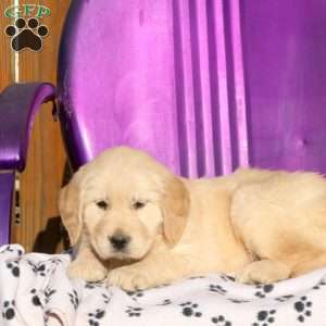 June, Golden Retriever Puppy