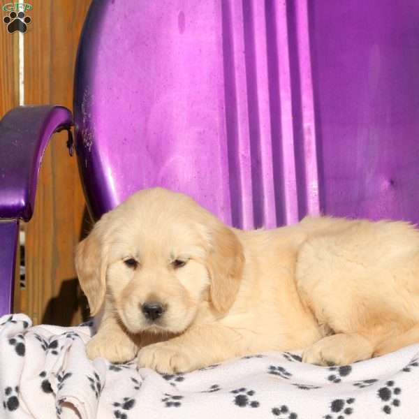 June, Golden Retriever Puppy