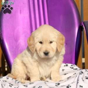 June, Golden Retriever Puppy