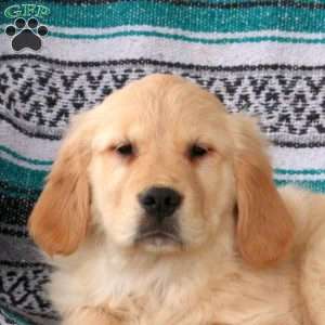 June, Golden Retriever Puppy