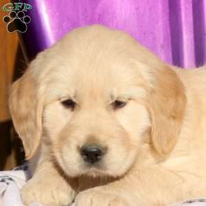 June, Golden Retriever Puppy