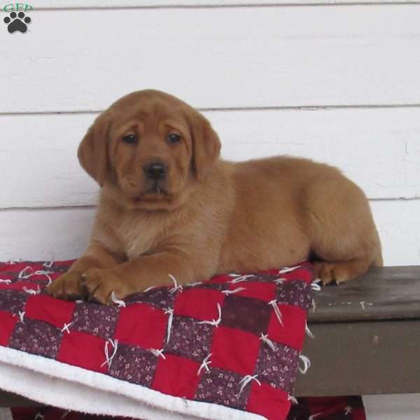 Jupiter, Fox Red Labrador Retriever Puppy