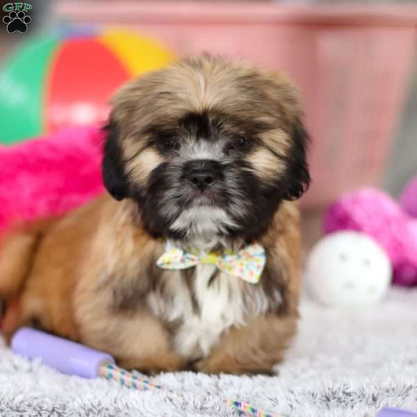 Justin, Lhasa Apso Puppy