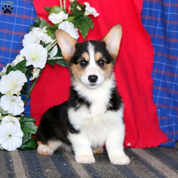 Justin, Pembroke Welsh Corgi Puppy