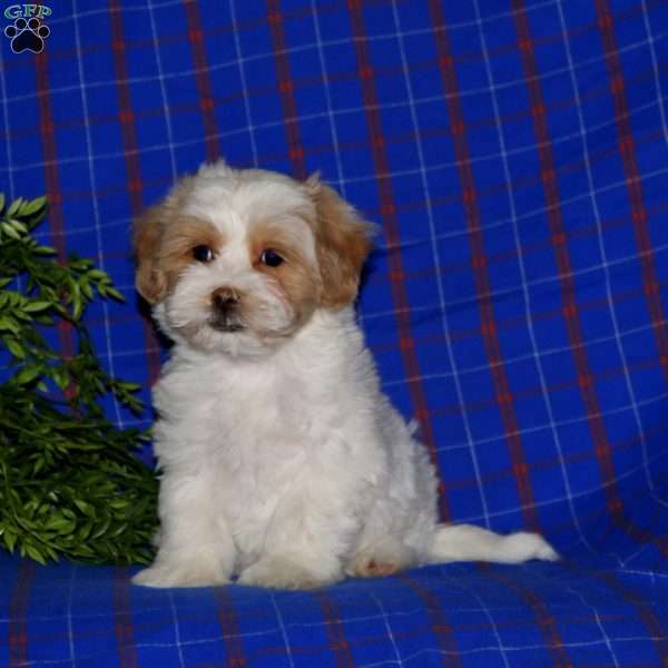 Justin, Maltipoo Puppy