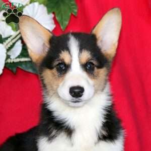 Justin, Pembroke Welsh Corgi Puppy