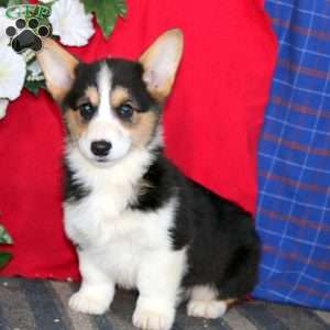 Justin, Pembroke Welsh Corgi Puppy