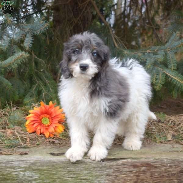 Kace, Mini Bernedoodle Puppy