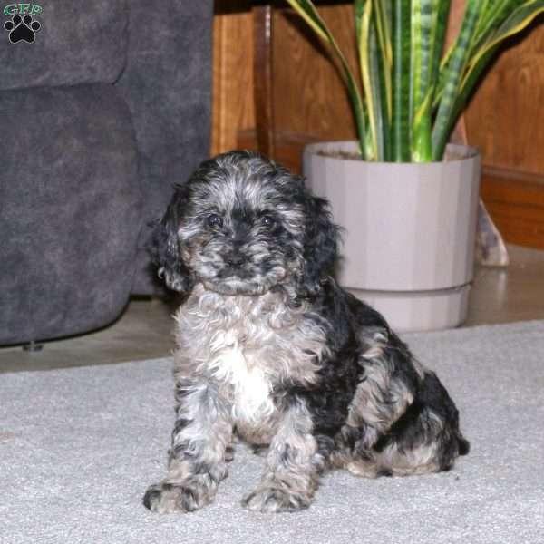 Kacie, Cockapoo Puppy