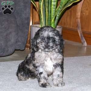 Kacie, Cockapoo Puppy