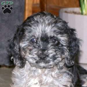 Kacie, Cockapoo Puppy