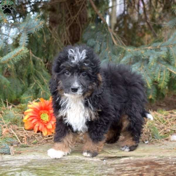 Kai, Mini Bernedoodle Puppy