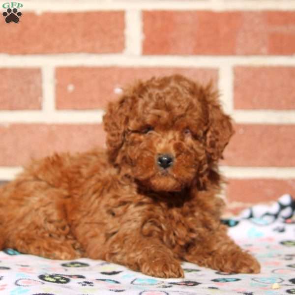 Kaleb, Mini Goldendoodle Puppy