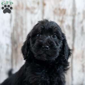 Kaled, Goldendoodle Puppy