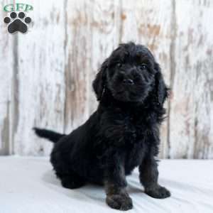 Kaled, Goldendoodle Puppy