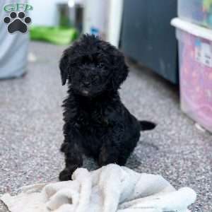 Kaled, Goldendoodle Puppy