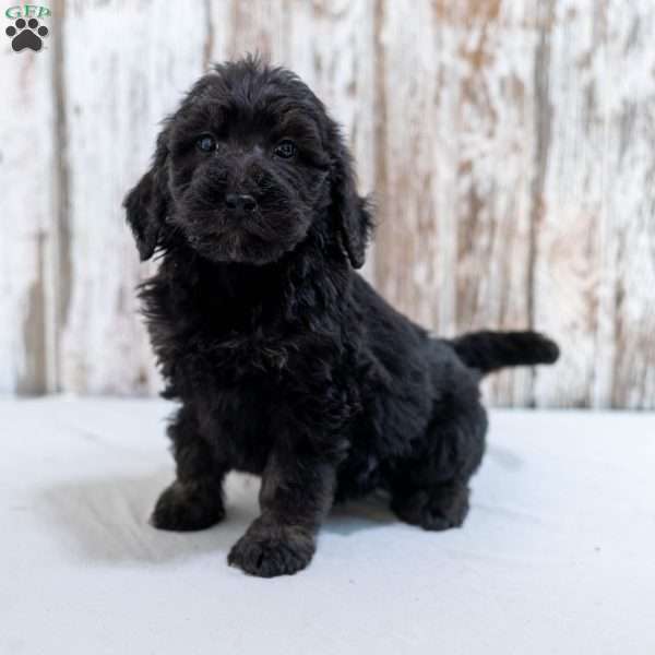 Kaled, Goldendoodle Puppy